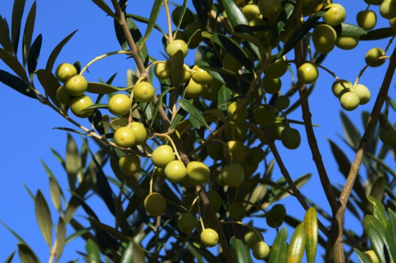 Sistemas de irrigação mais indicados no cultivo de oliveiras
