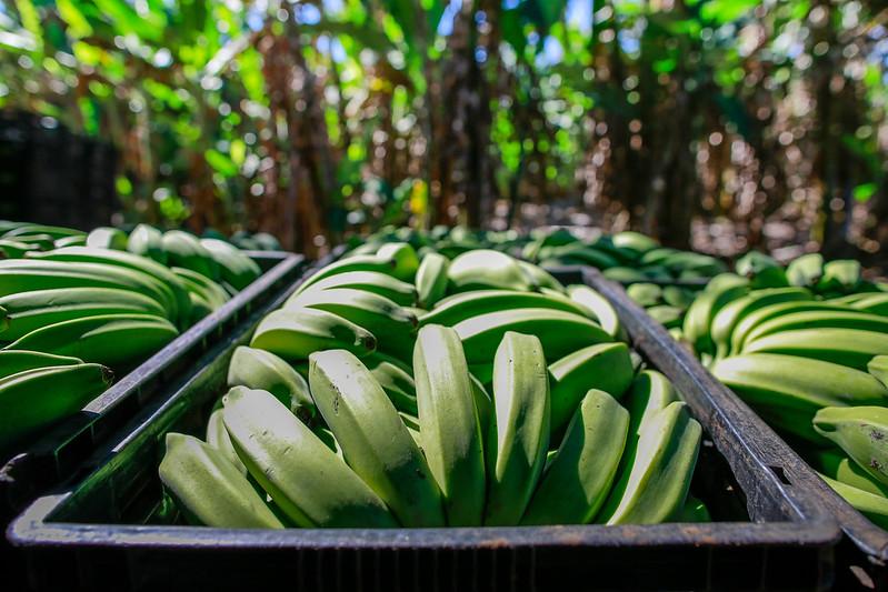 Irrigação papel fundamental no cultivo de bananas