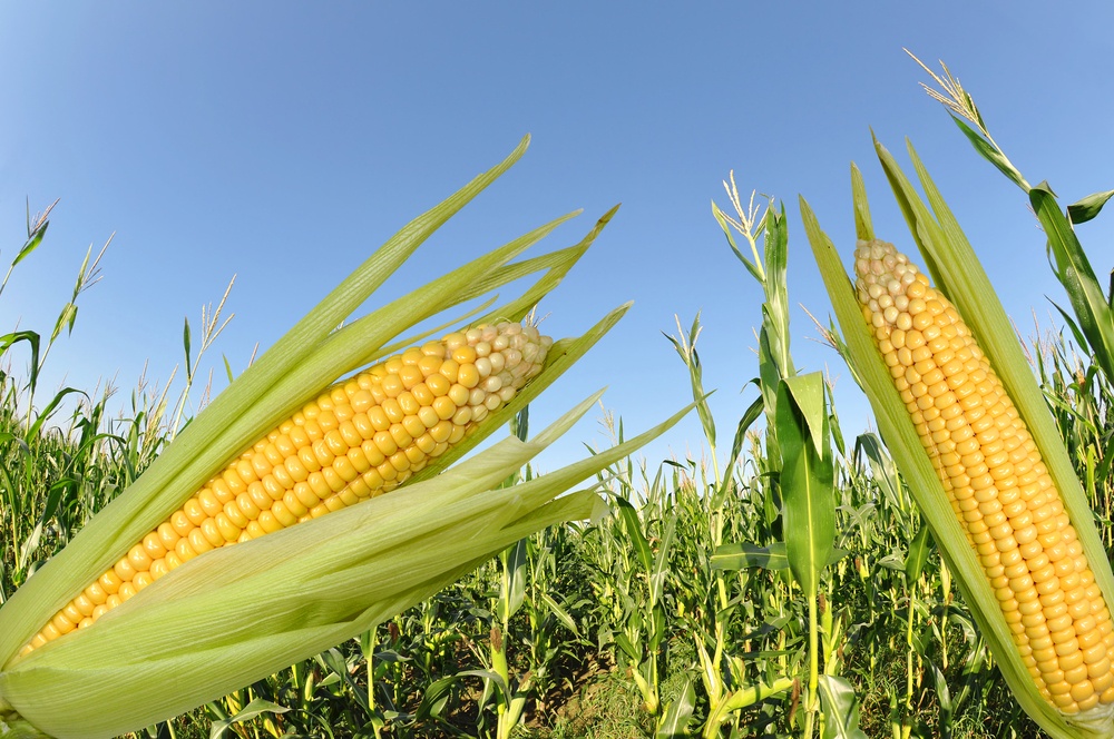 A importância da Irrigação no cultivo do milho