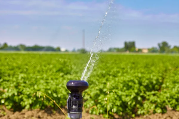 A eficiência da irrigação por aspersão