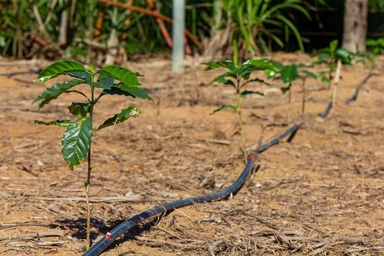 Irrigação eficiente revoluciona o cultivo do café