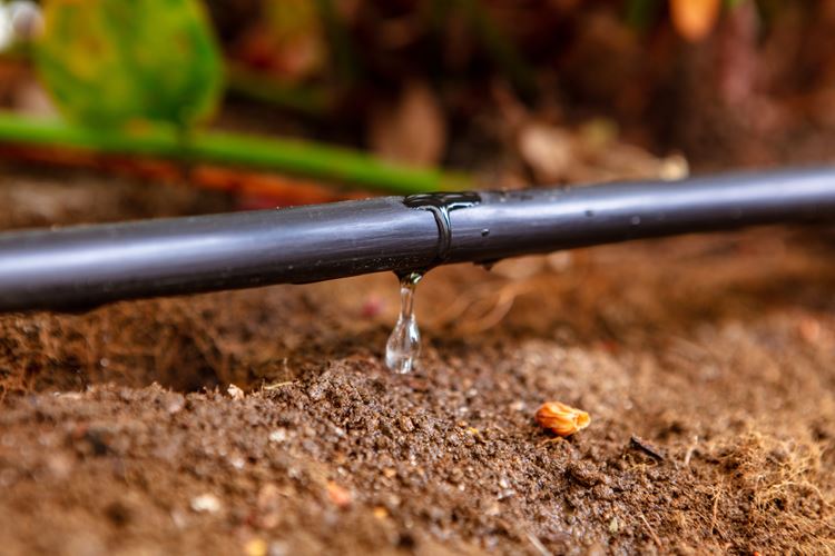 Curiosidades sobre irrigação por gotejamento