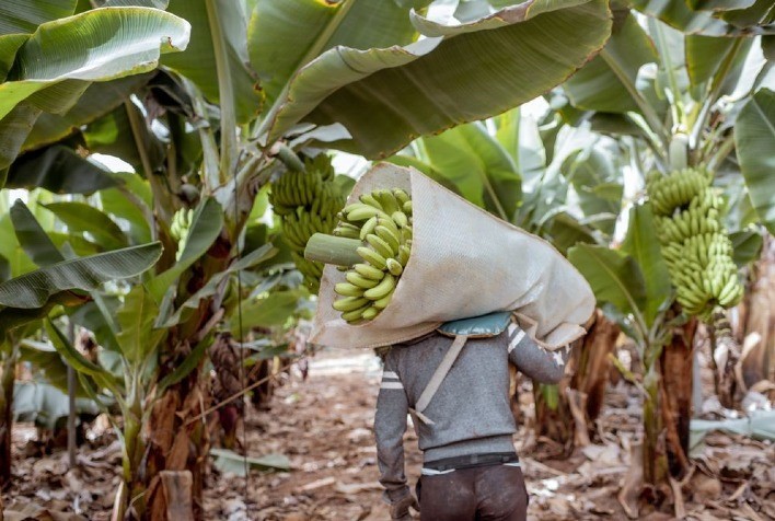 Irrigação no cultivo de bananas um avanço na agricultura sustentável