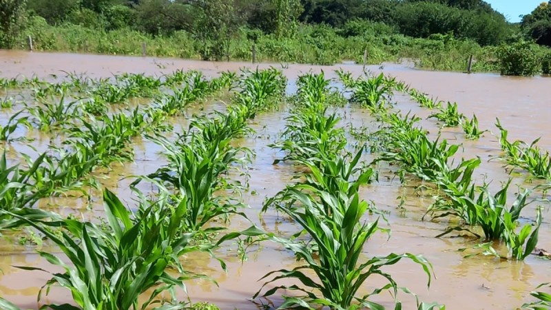 Os desafios do excesso de água em grandes cultivos