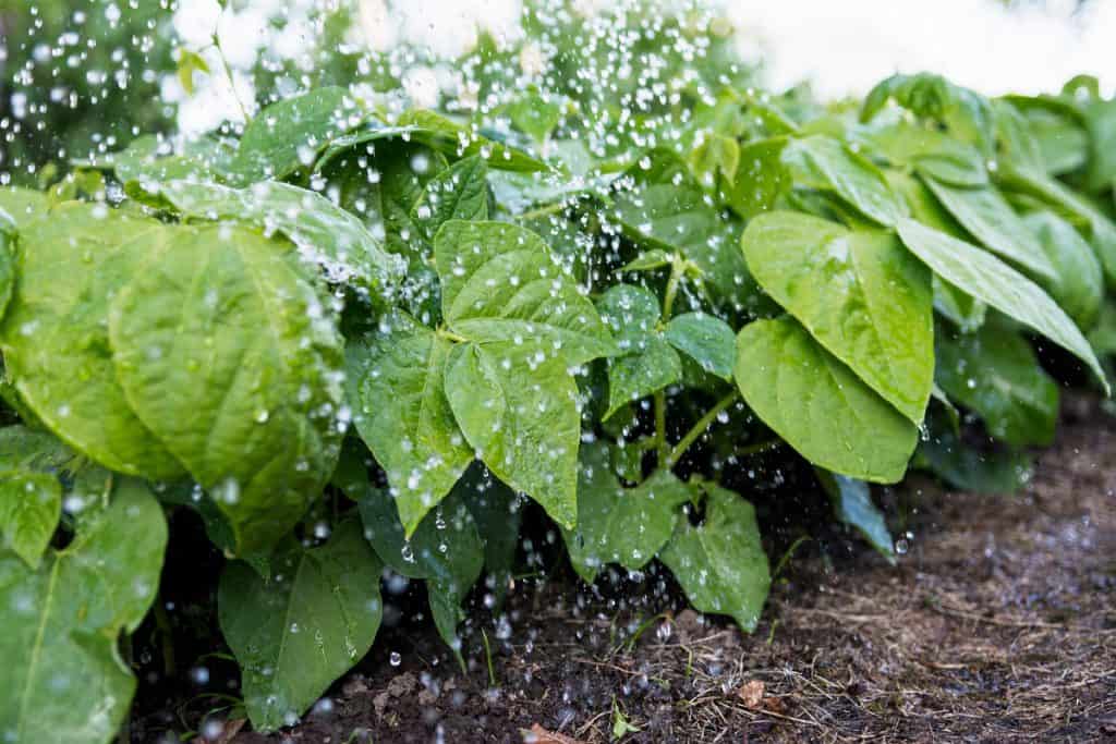 Desvendando os segredos da irrigação no cultivo de feijão